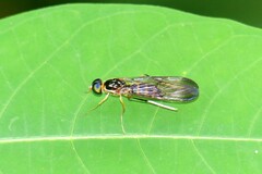 Ptecticus longipennis