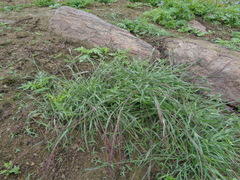 Eragrostis attenuata