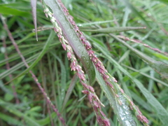 Eragrostis attenuata