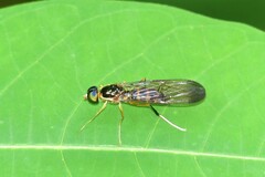 Ptecticus longipennis