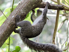 Sciurus colliaei