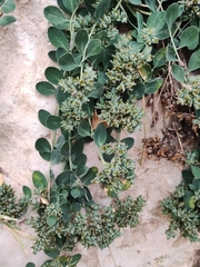 Telephium imperati