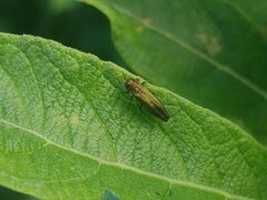 Agrilus viridis