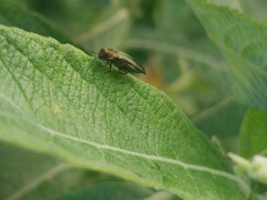 Agrilus viridis