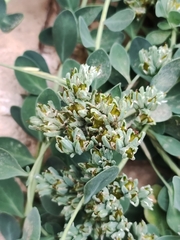 Telephium imperati