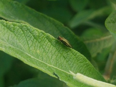 Agrilus viridis