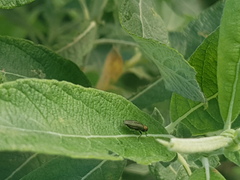 Agrilus viridis