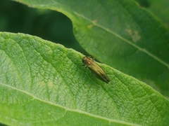 Agrilus viridis