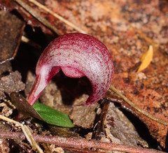 Corybas aconitiflorus