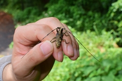 Acalolepta permutans