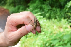 Acalolepta permutans