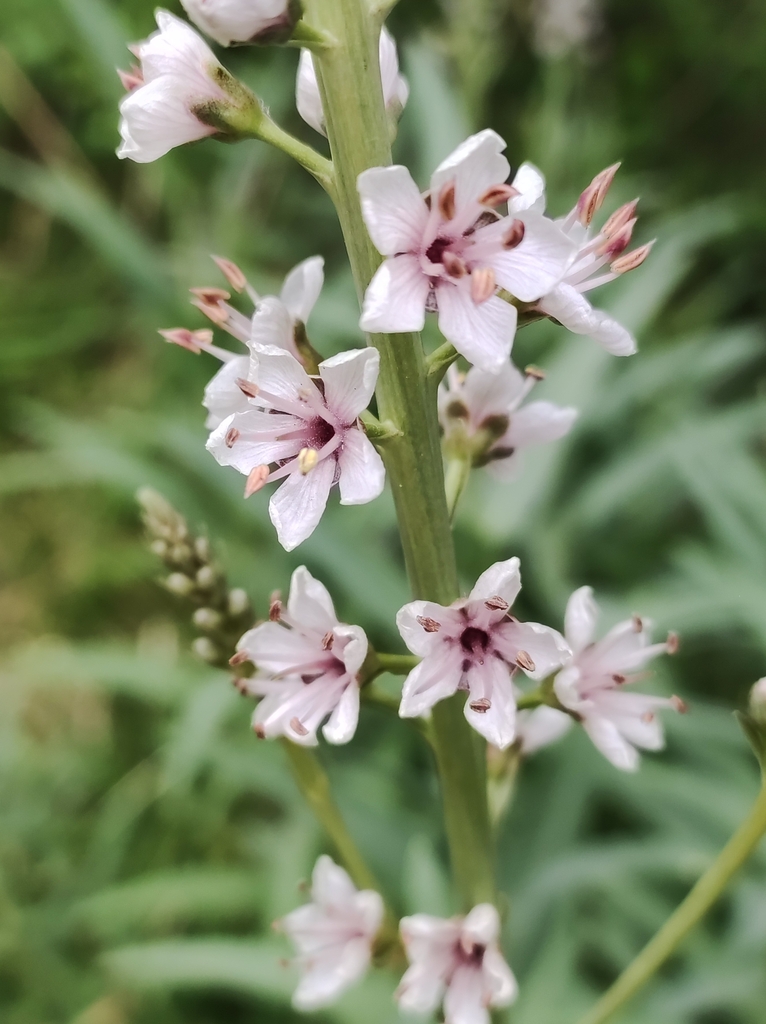 Willow-leaved Loosestrife