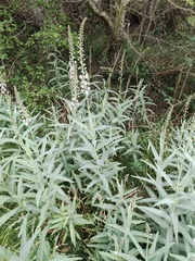 Lysimachia ephemerum