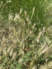 Hordeum murinum