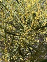 Acacia williamsonii