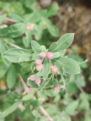 Lonicera pyrenaica