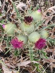 Cirsium echinatum