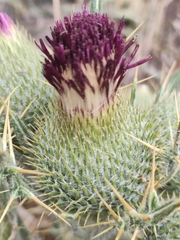 Cirsium echinatum