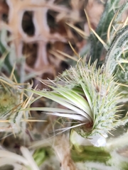 Cirsium echinatum