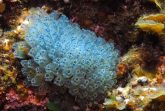 Clavelina moluccensis