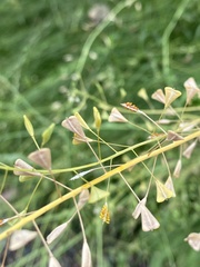 Capsella bursa-pastoris