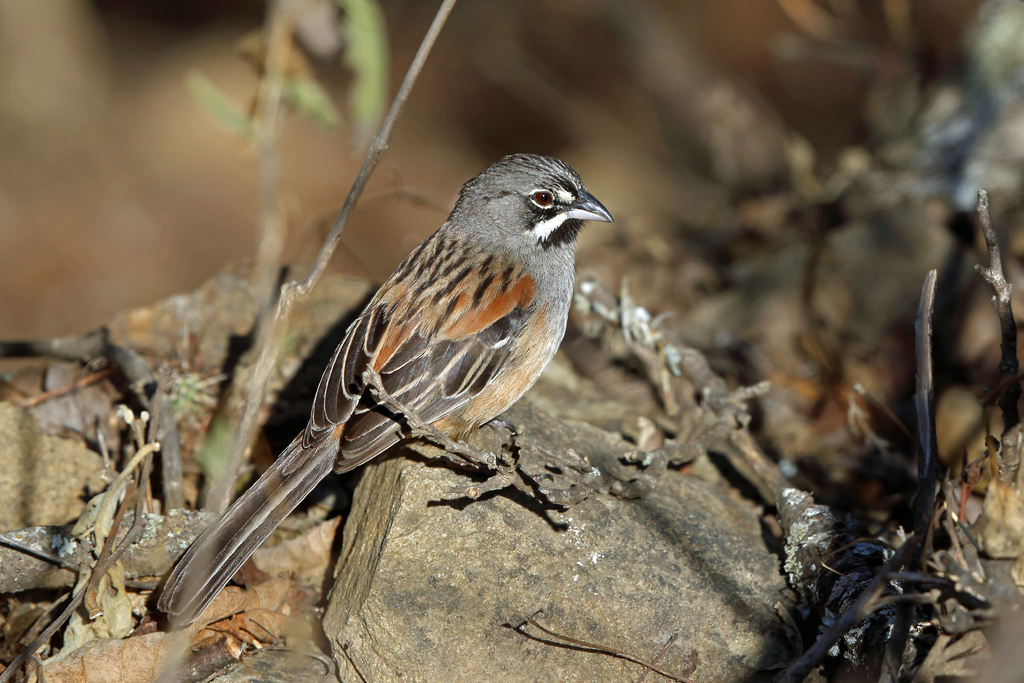 Bridled Sparrow