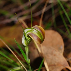Pterostylis grandiflora