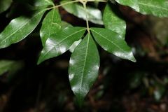 Melicope micrococca