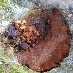 Ganoderma carnosum