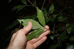 Melicope micrococca