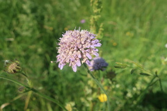 Microbotryum scabiosae