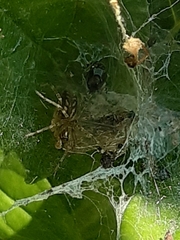 Allagelena gracilens