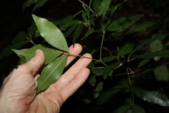 Melicope micrococca