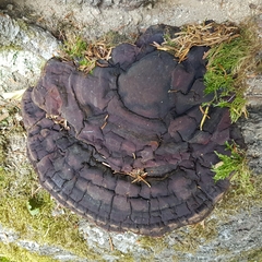 Ganoderma carnosum
