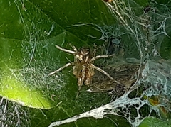 Allagelena gracilens