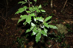 Melicope micrococca