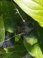 Allagelena gracilens