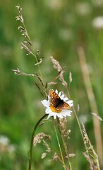 Melitaea menetriesi