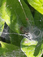 Allagelena gracilens