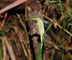 Pterostylis grandiflora