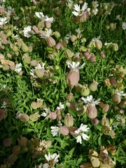 Silene uniflora uniflora