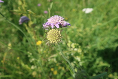Microbotryum scabiosae