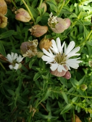 Silene uniflora uniflora