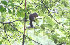 Heliosciurus undulatus