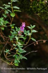 Teucrium salviastrum