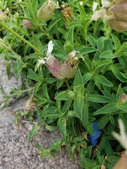 Silene uniflora uniflora