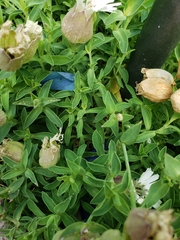 Silene uniflora uniflora