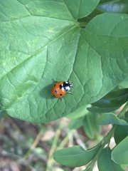 Coccinella septempunctata