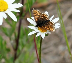 Melitaea menetriesi