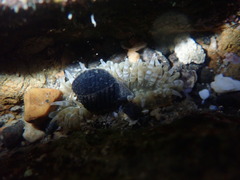 Anthopleura dixoniana
